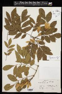 Fraxinus caroliniana image