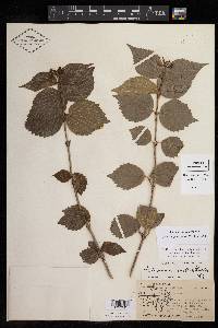 Viburnum australe image