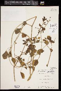 Salpichroa origanifolia image