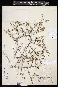 Forestiera angustifolia image