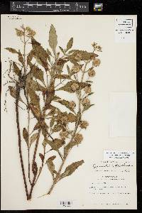 Hyptis alata image
