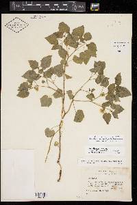 Physalis macrosperma image