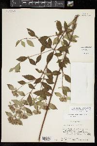 Pycnanthemum albescens image