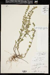 Scutellaria drummondii image