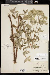 Pycnanthemum albescens image