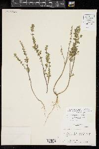 Scutellaria drummondii image