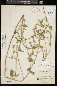 Scutellaria cardiophylla image