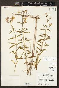 Rhexia mariana var. mariana image