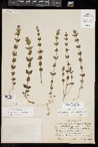 Scutellaria parvula image