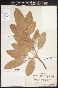 Magnolia virginiana image