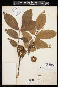 Carya texana image