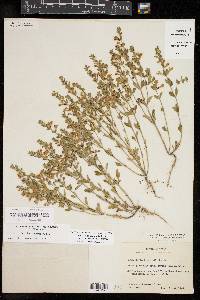 Scutellaria drummondii image