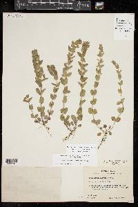 Scutellaria parvula image