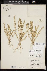 Scutellaria texana image