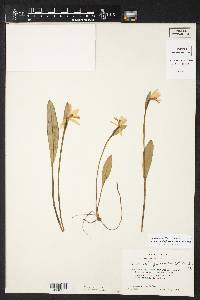 Pogonia ophioglossoides image