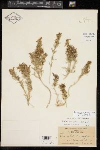 Teucrium laciniatum image