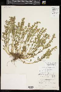 Scutellaria drummondii var. edwardsiana image