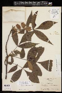 Carya texana image
