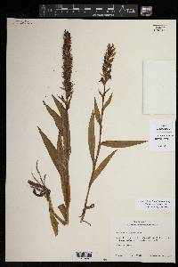 Habenaria repens image