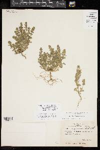 Scutellaria drummondii var. edwardsiana image