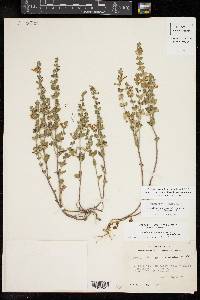 Scutellaria drummondii var. drummondii image