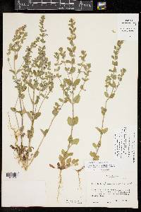 Scutellaria drummondii image