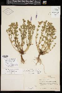 Scutellaria drummondii var. edwardsiana image