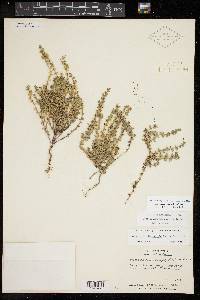 Scutellaria texana image