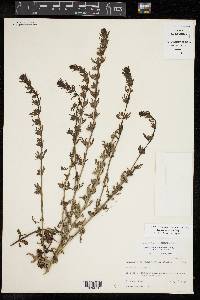 Teucrium cubense image