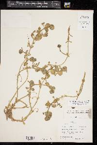 Bacopa rotundifolia image