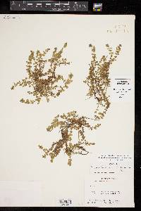 Micranthemum umbrosum image