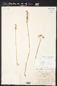 Spiranthes cernua image