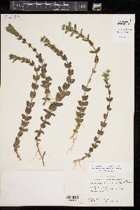 Bacopa caroliniana image