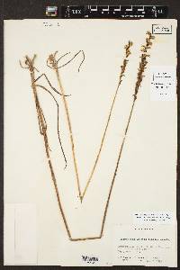 Spiranthes praecox image