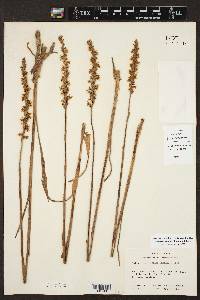 Spiranthes vernalis image