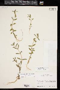 Gratiola virginiana image