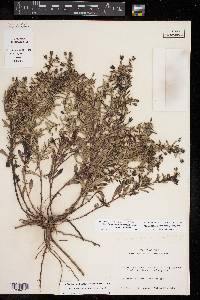 Mecardonia acuminata image