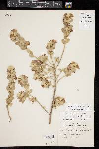 Leucophyllum frutescens image