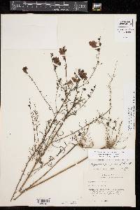 Agalinis fasciculata image