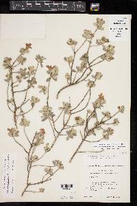 Leucophyllum frutescens image