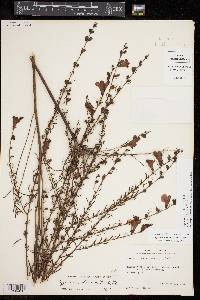 Agalinis fasciculata image