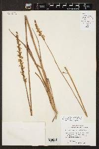 Spiranthes praecox image