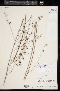 Agalinis fasciculata image