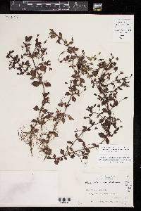 Mecardonia procumbens image