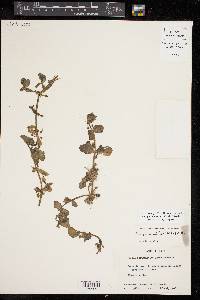 Bacopa rotundifolia image