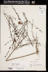 Agalinis fasciculata image