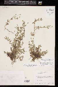 Mecardonia procumbens image