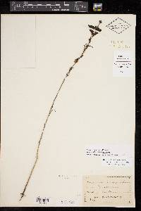Agalinis fasciculata image
