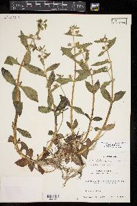 Gratiola virginiana image