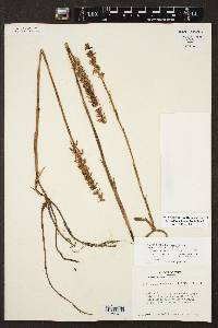 Spiranthes odorata image